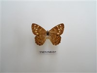 藏品(玉山幽眼蝶)的圖片